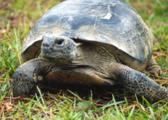 photo of turtle